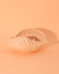 Pink Seashell Vessel
